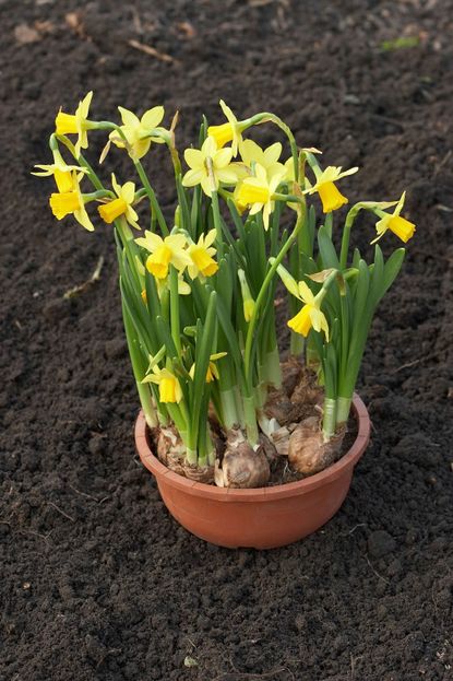 Container On Soil With Yellow Daffodils With Bulbs