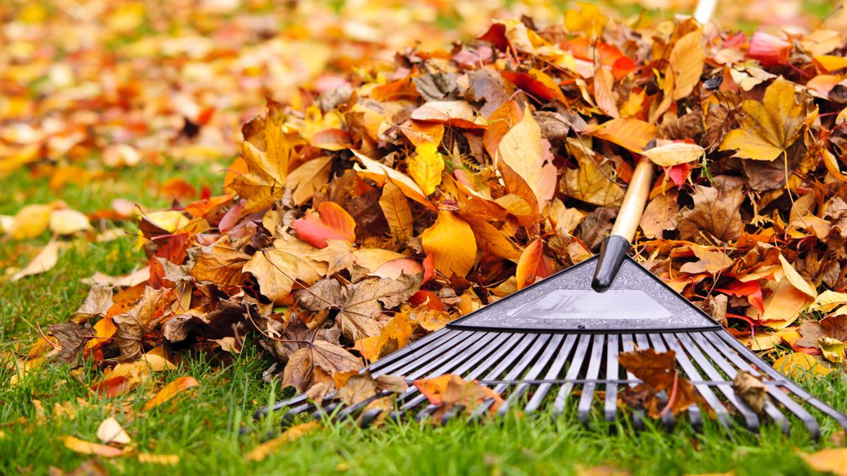 Best garden shredder 2024: rid your yard of twigs and leaves