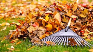 A rake raking fallen leaves
