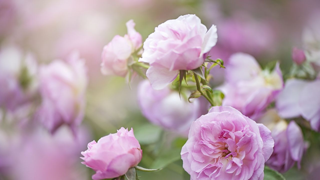 Close up of pink roses in bloom