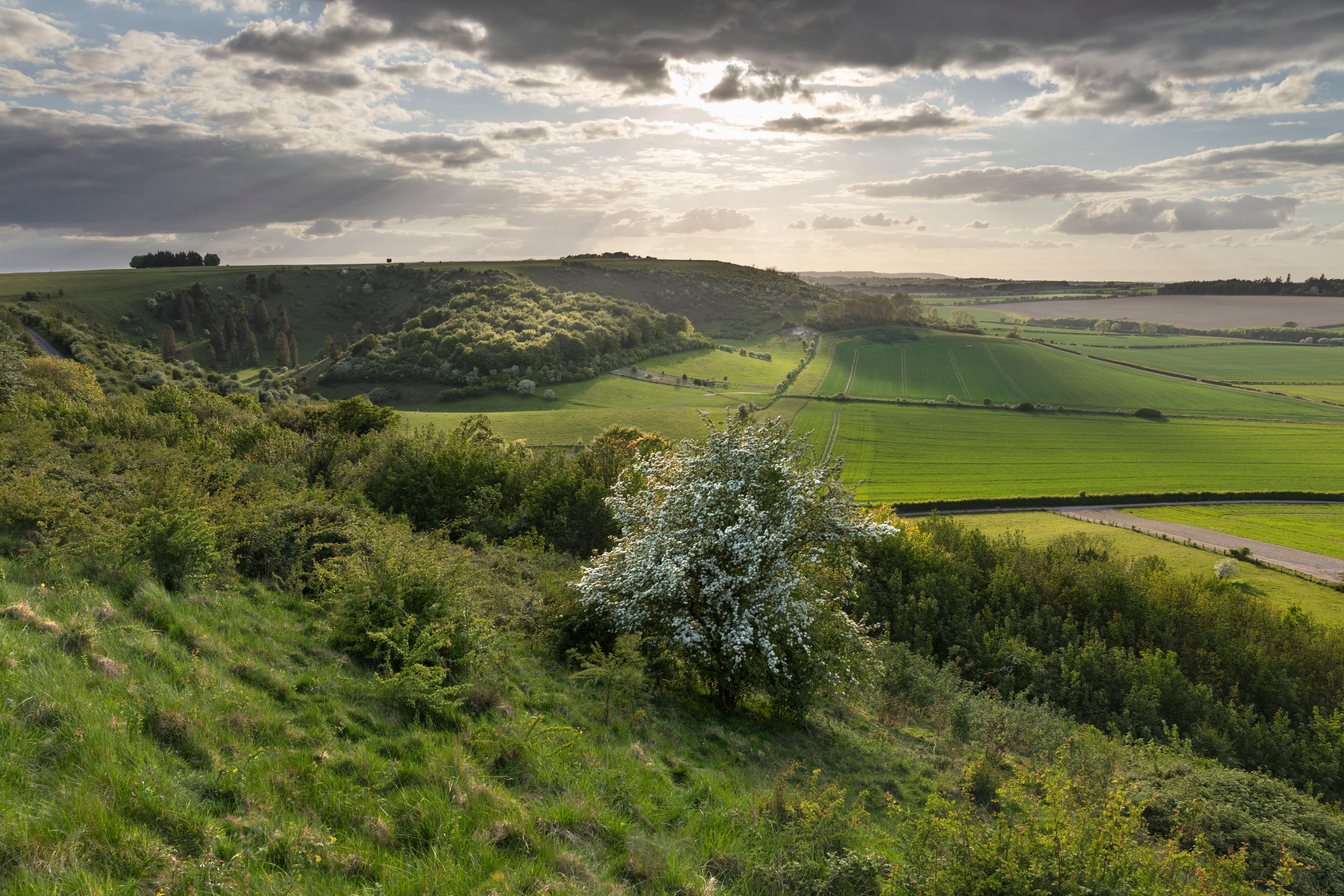 View of Watership Down with spring blossom tree, Kingsclere, Hampshire, England, United Kingdom, Europe