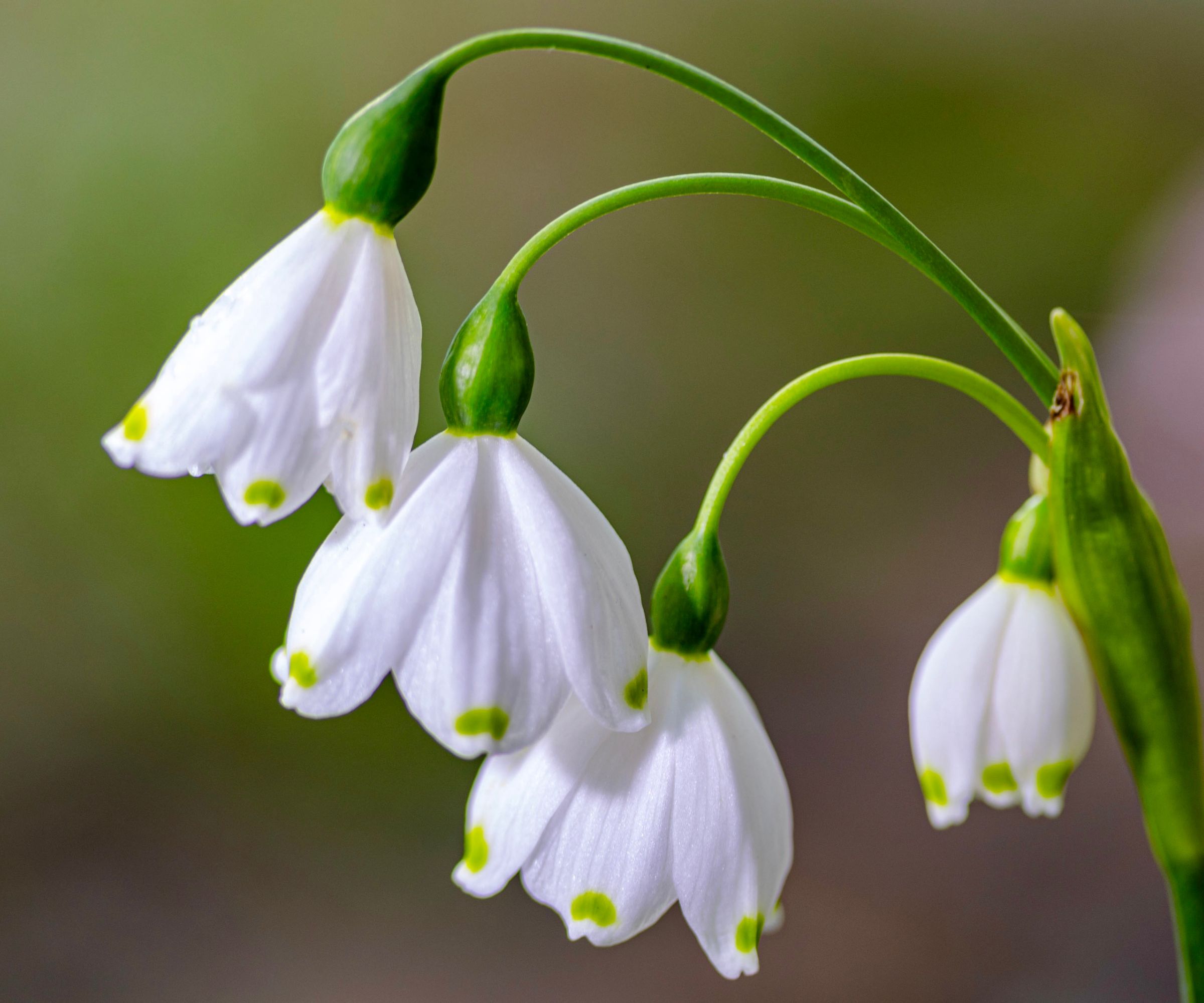 The zoomed-in white and green petals of a spring snowflake flower