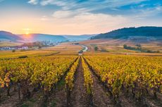 Burgundy vineyards, C&ocirc;te de Beaune