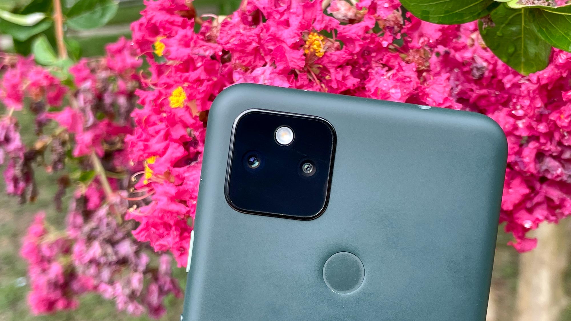 The back of the Google Pixel 5a with the camera module and pink flowers in the background