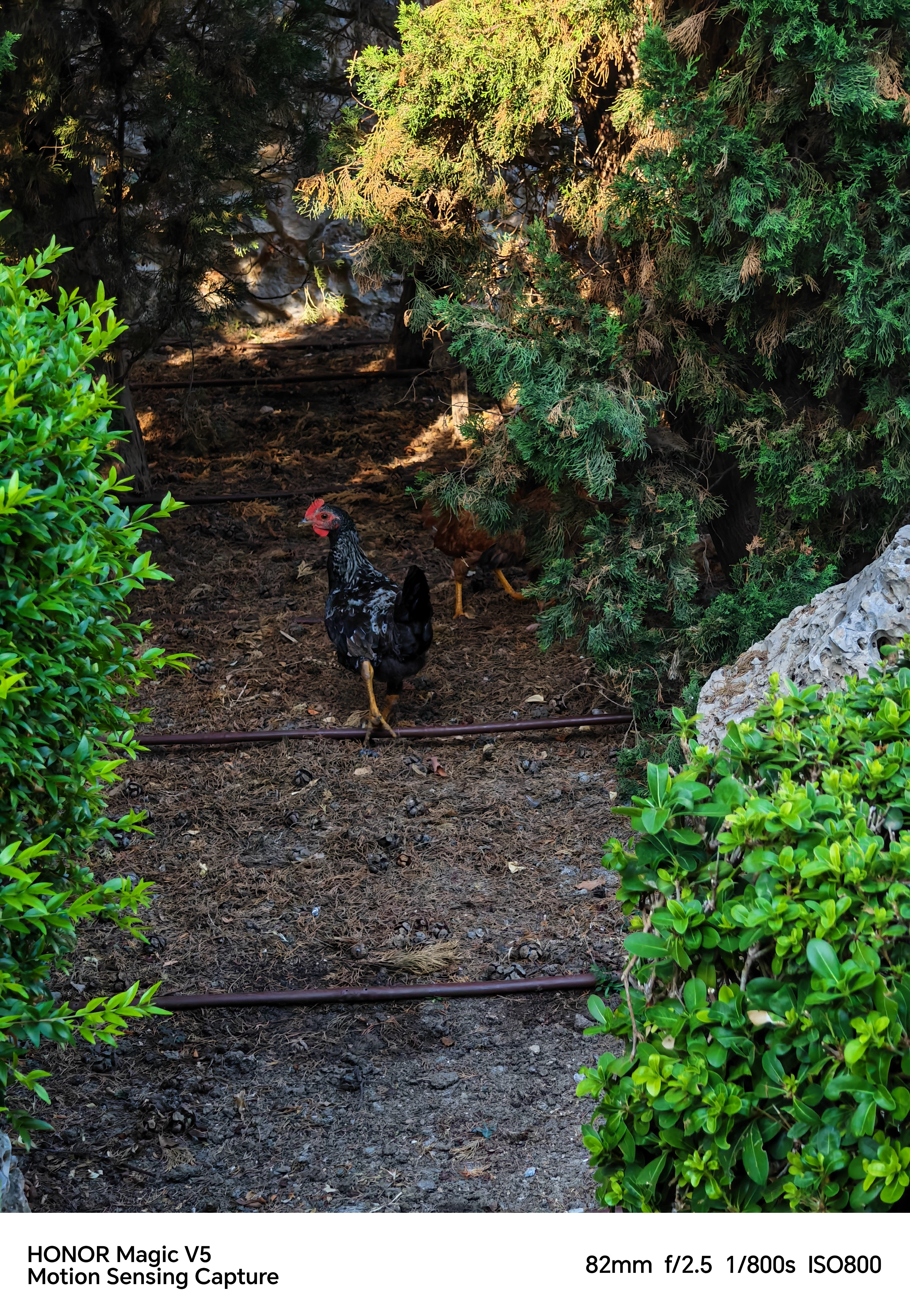 A chicken walking through some green bushes