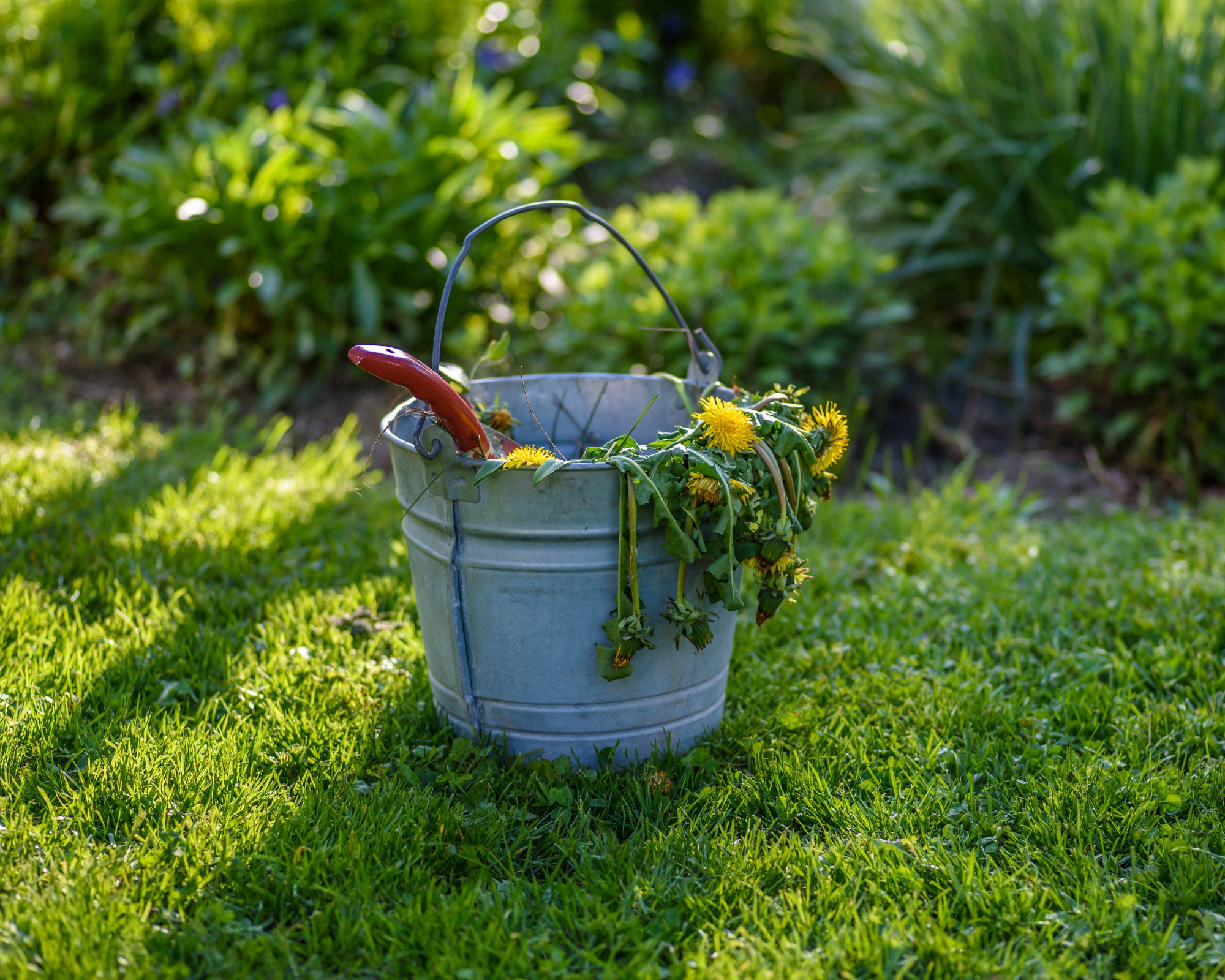 dandelions and other weeds in metal bucket on lawn