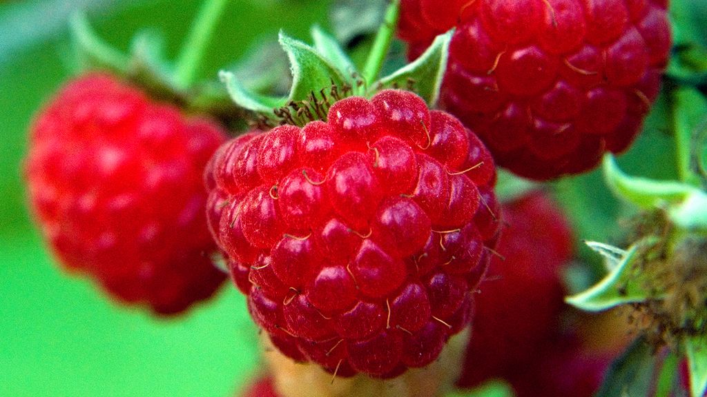 How to grow raspberries they're easy to grow in any garden Gardeningetc