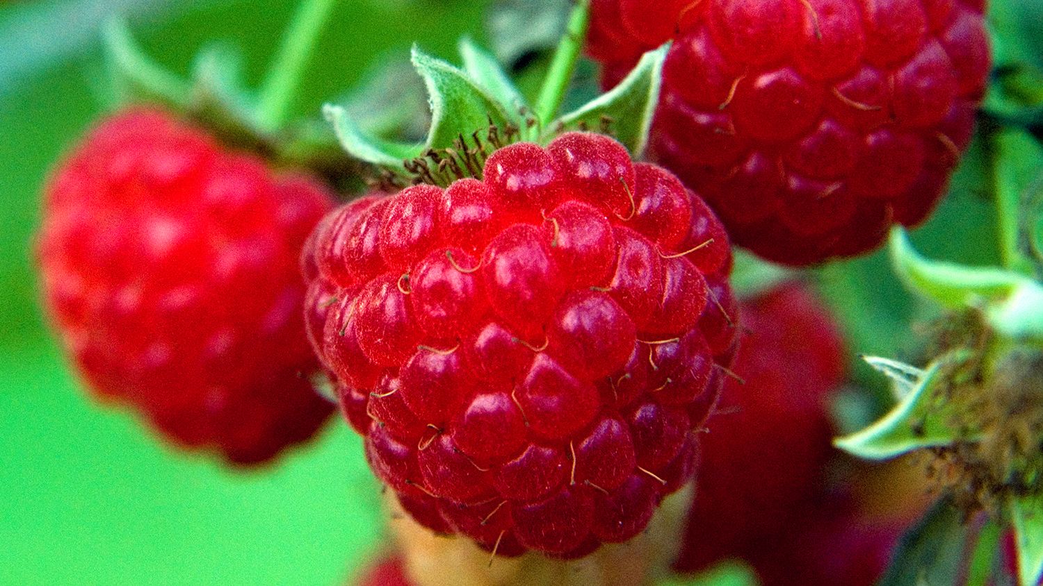How to grow raspberries they're easy to grow in any garden Gardeningetc