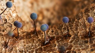 Martian landscape by Irina Petrova Adamatzky: plasmodial slime mold, Lamproderma scintillans, populating the surface of a decomposing autumnal leaf