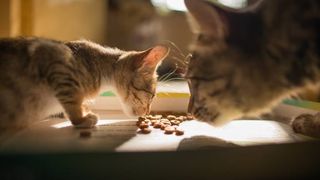 Cat mom devises kitten cafe to stop adult cat from eating kitten food