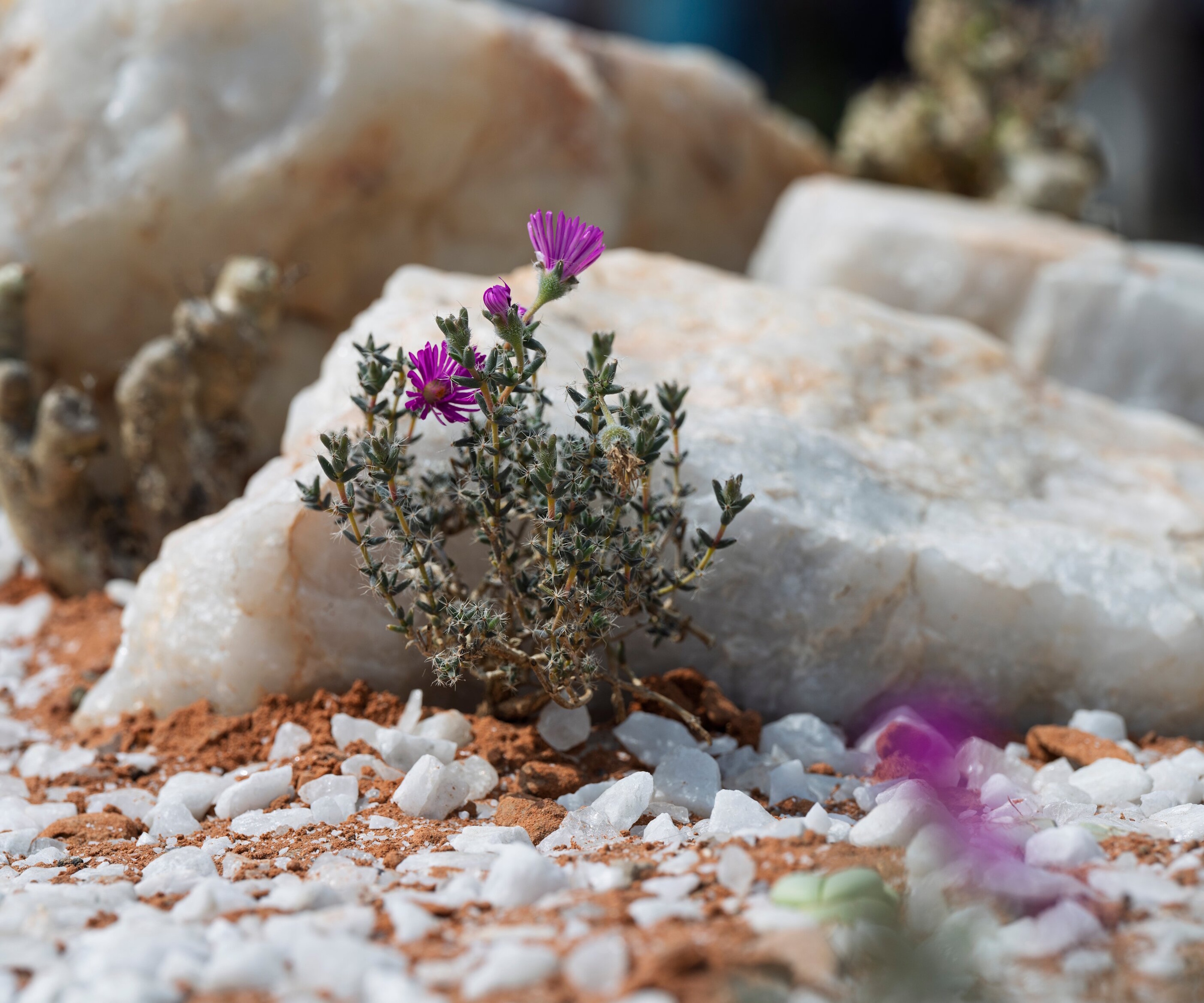 Ice plants at the Karoo Succulent Garden
