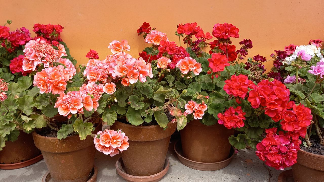 growing geraniums in containers against a south facing wall