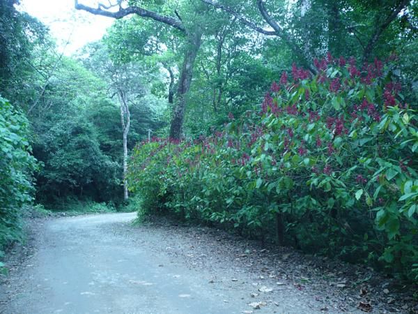 The road is lined with greenery