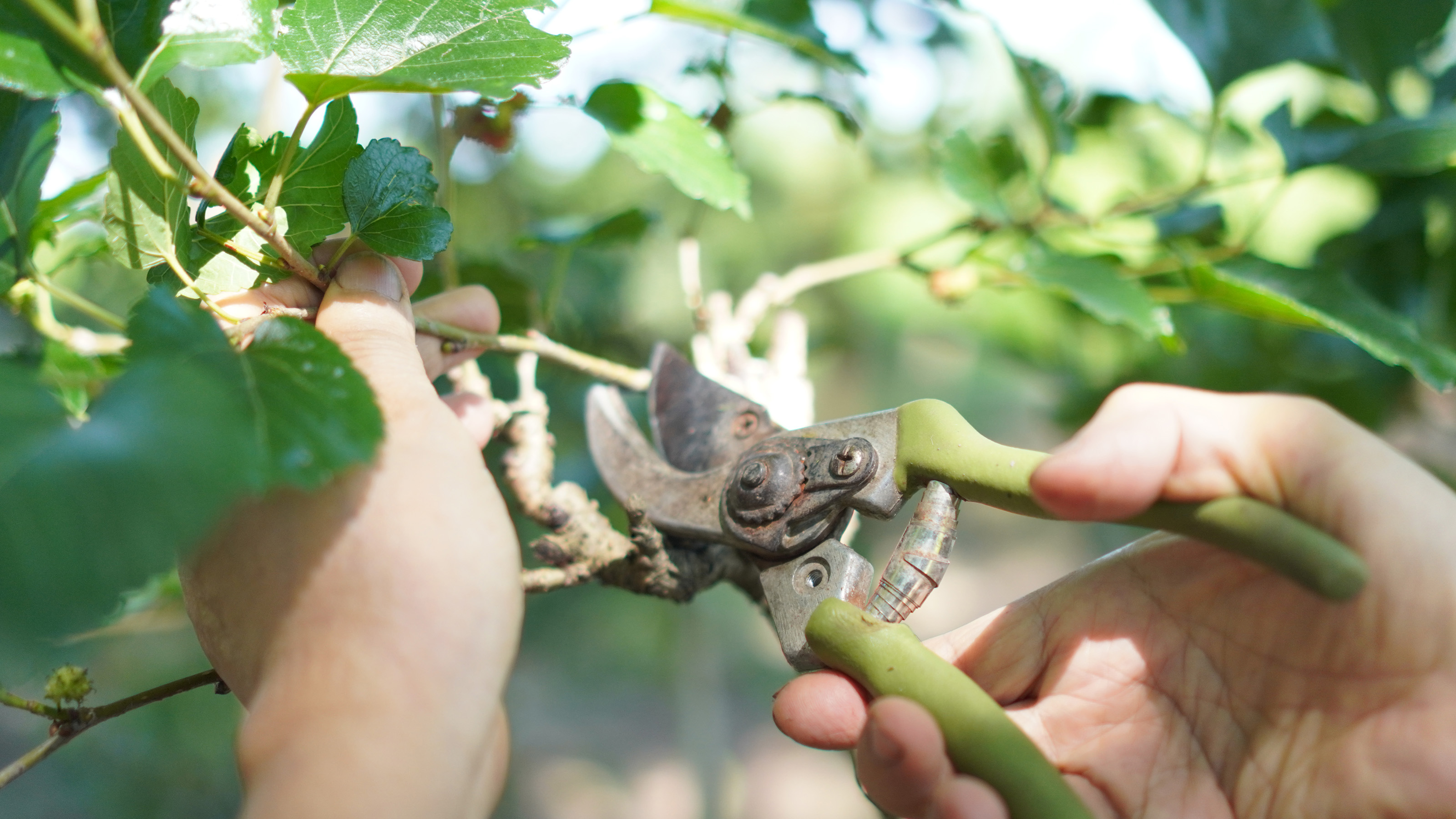 hands holding secateurs and trimming branches 