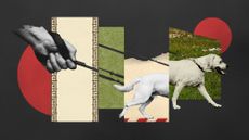 Photo collage of a dog on a lead with a deconstructed flag of Iran in the background