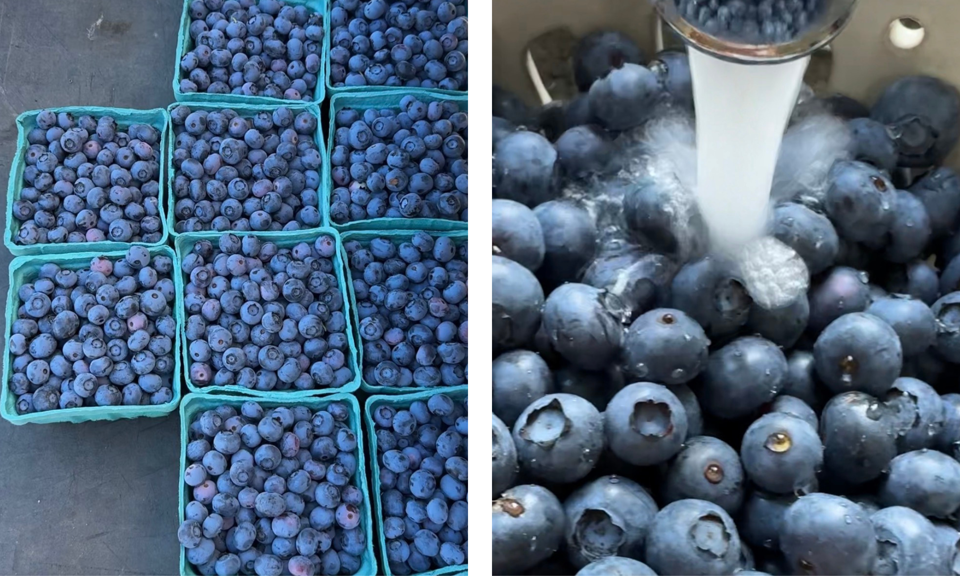 blueberries in green containers