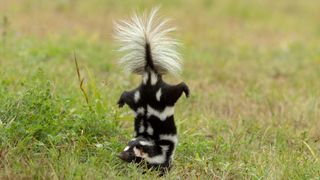 Eastern Spotted Skunk doing handstand before spraying