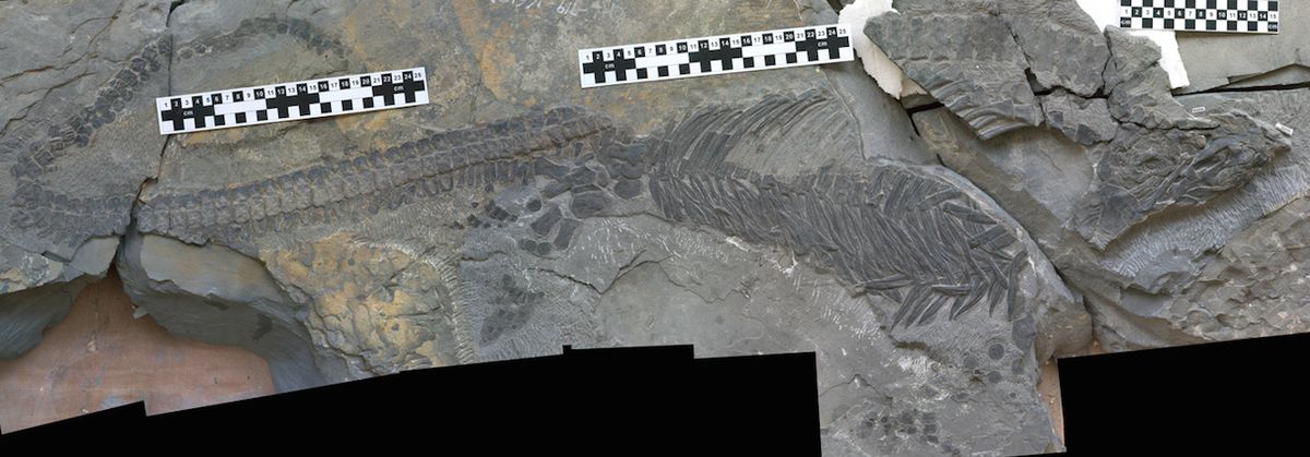 Early ichthyosaur