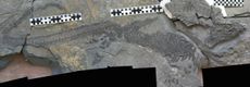 Early ichthyosaur