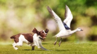 Dog chasing bird