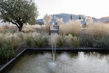 ornamental grasses surrounding a pool