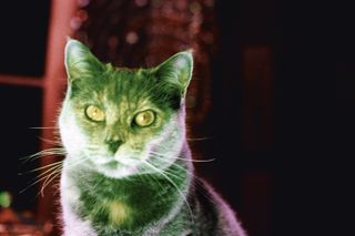 A close-up of a cat's face lit in warm red and green tones, its yellow eyes staring directly at the camera.
