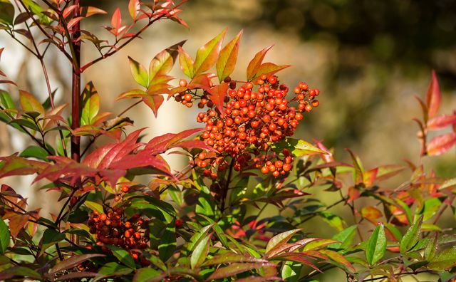 September gardens picture