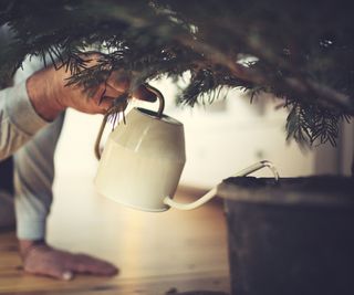 Watering Christmas tree