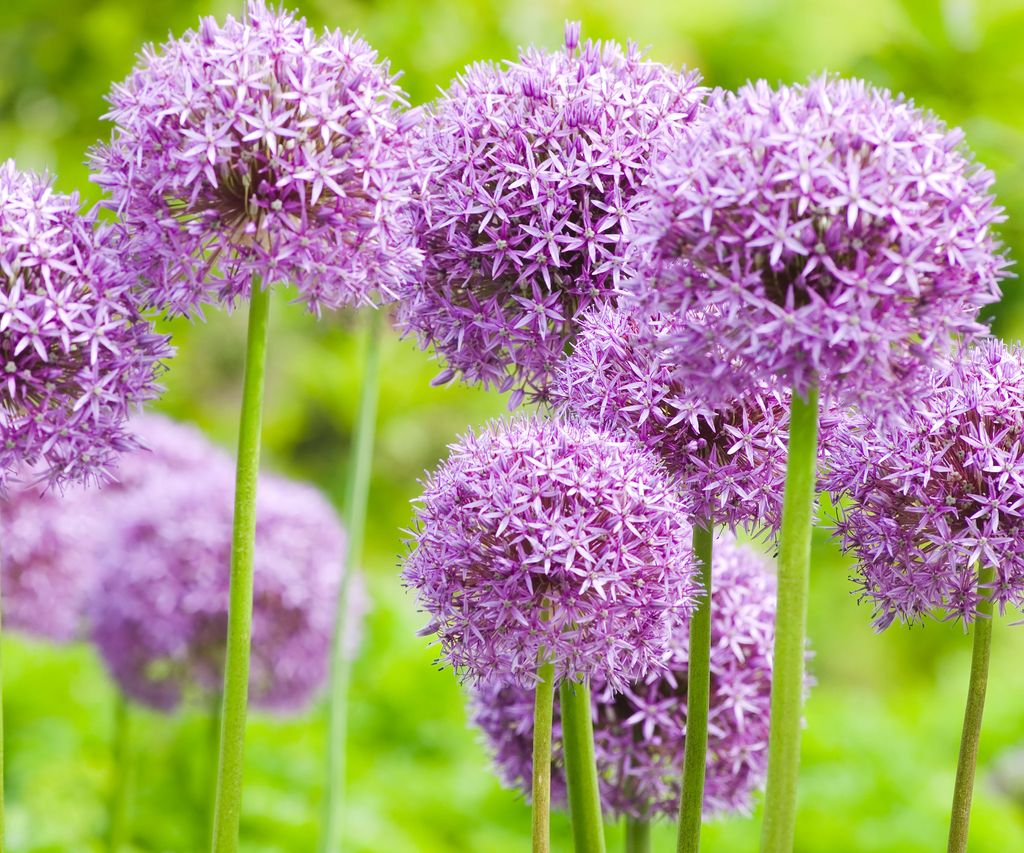 8 Flowering Alliums For Showstopping Beds And Borders | Gardening Know How