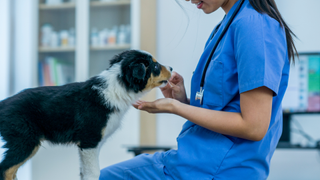 Vet sat down while feeling a small dog by hand