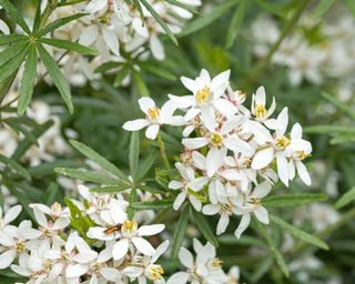 Mediterranean plants Choisya ‘White Dazzler’ AGM in flower