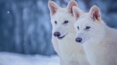 two adult dire wolves