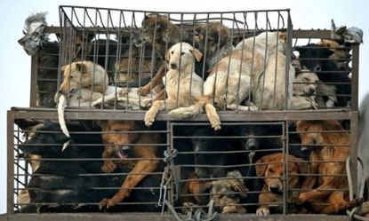 Caged dogs on a truck on the outskirts of Beijing: After an online uproar, government officials canceled a dog-eating festival planned for Oct. 18 in Jinhua City, China.