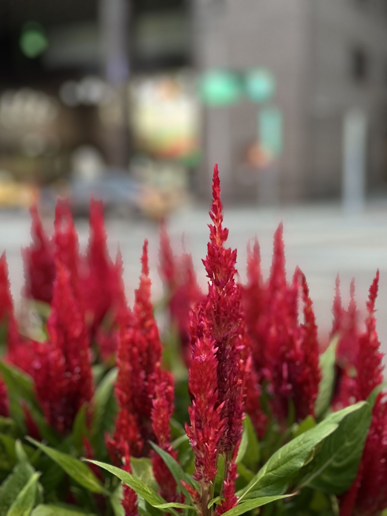 Images shot on the Leica LUX app using an iPhone 13