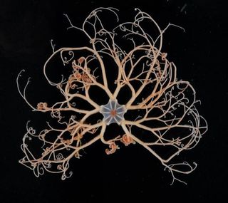 caml-basket-star