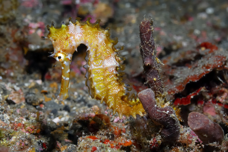 seahorse