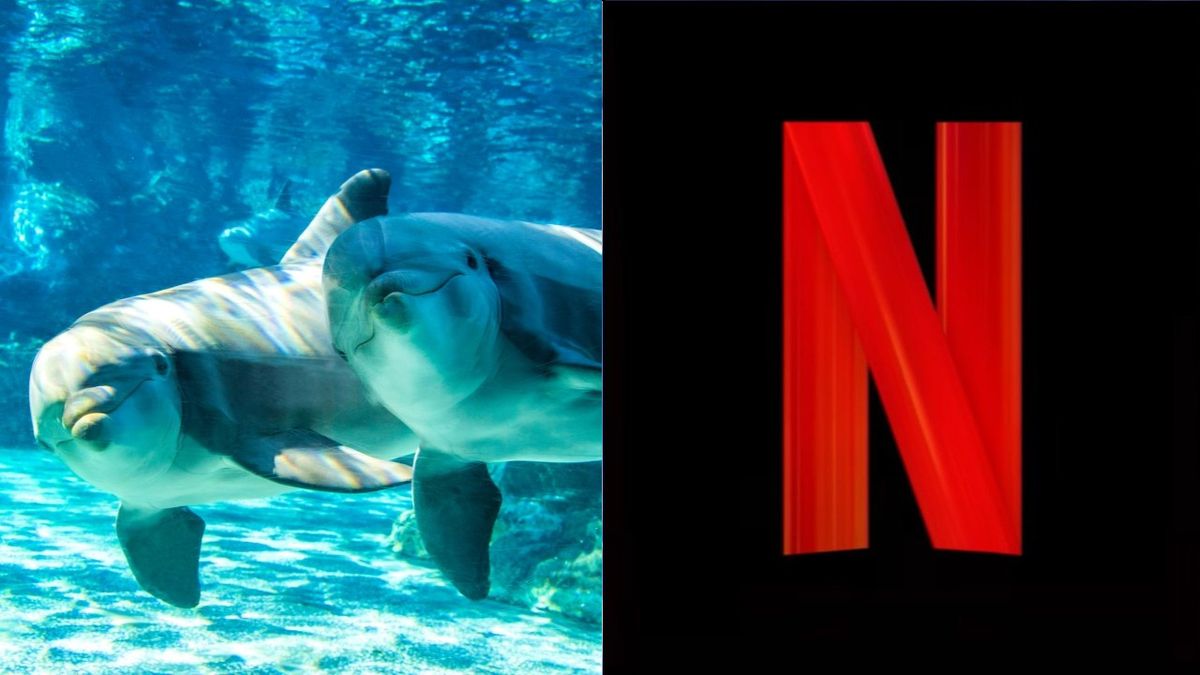 A New Lawsuit Against SeaWorld Could Actually Result In A Huge ...