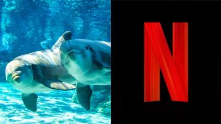 Dolphins At SeaWorld San Diego/Netflix Logo