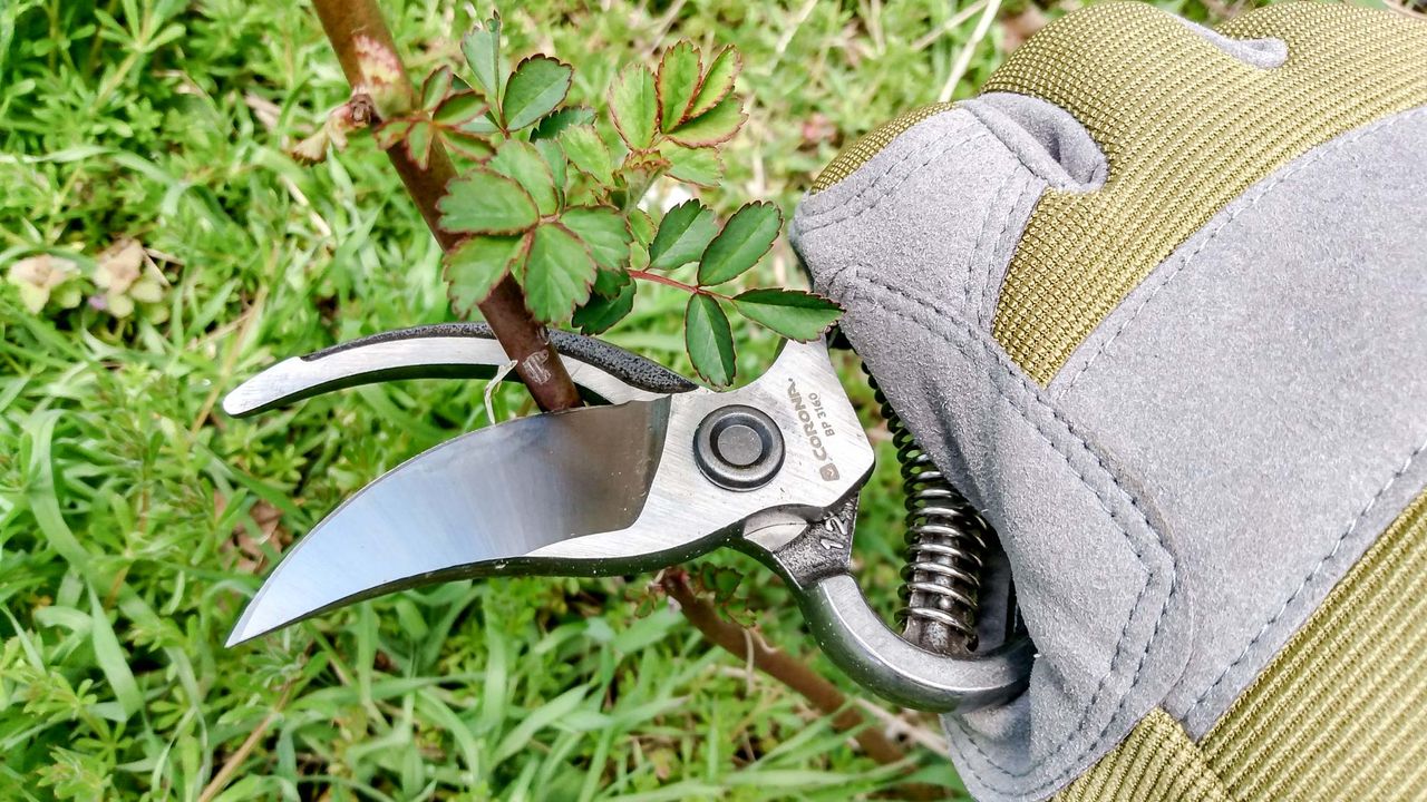 Best Pruning Shears: