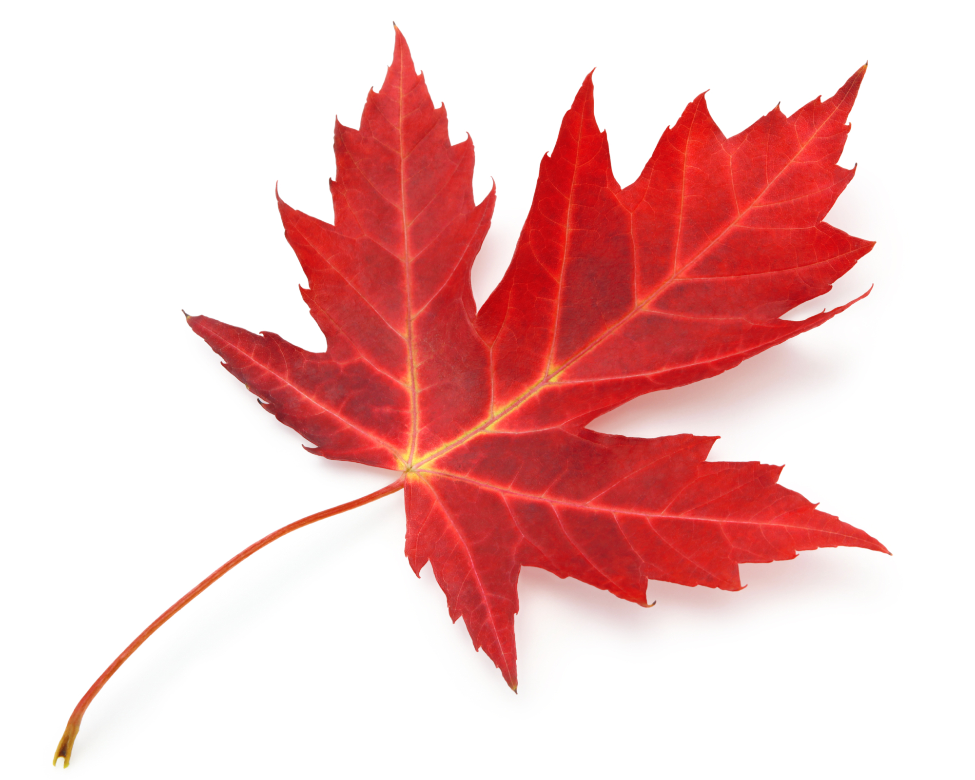 Red maple leaf isolated on white