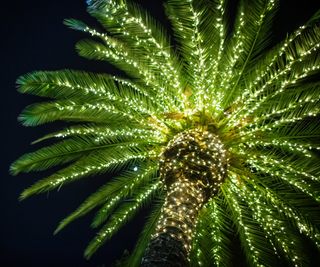 A palm tree wrapped in Christmas lights