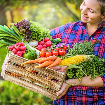 Female gardener in checked shirt holds crate of freshly harvested vegetables
