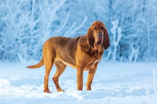 Bloodhound in the snow