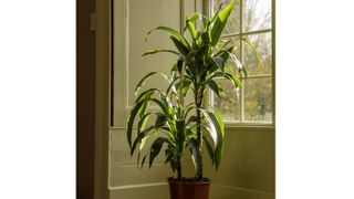 Best indoor plants: : Dragon plant