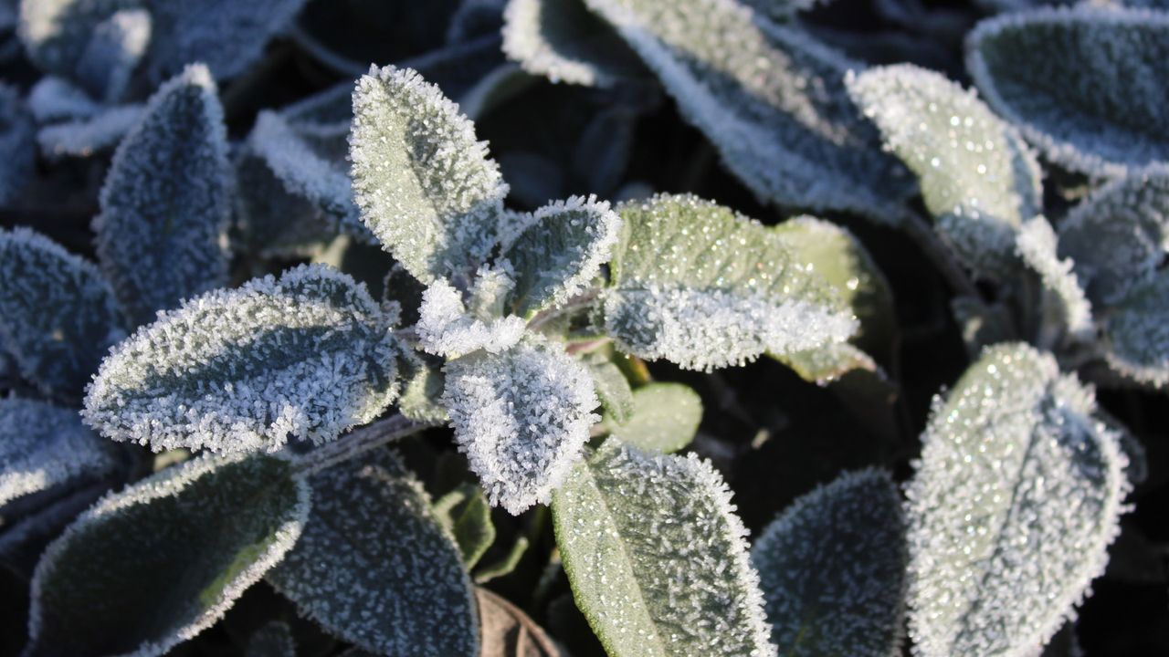 Herbs that don&#039;t need winterizing