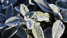 Herbs that don't need winterizing