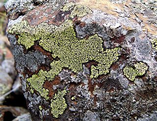 Lichen is a familiar sight on rocks, but it can also inhabit inhospitable areas such as hot deserts.