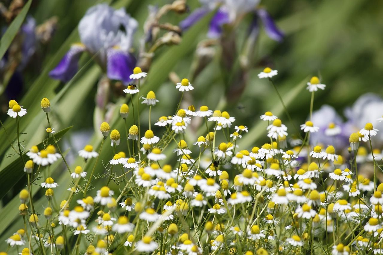 Chamomile Plants In Garden