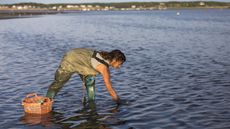 Picking oysters