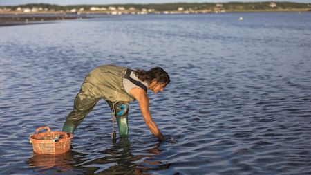 Picking oysters